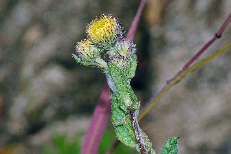 Pulicaria odora / Incensaria odorosa